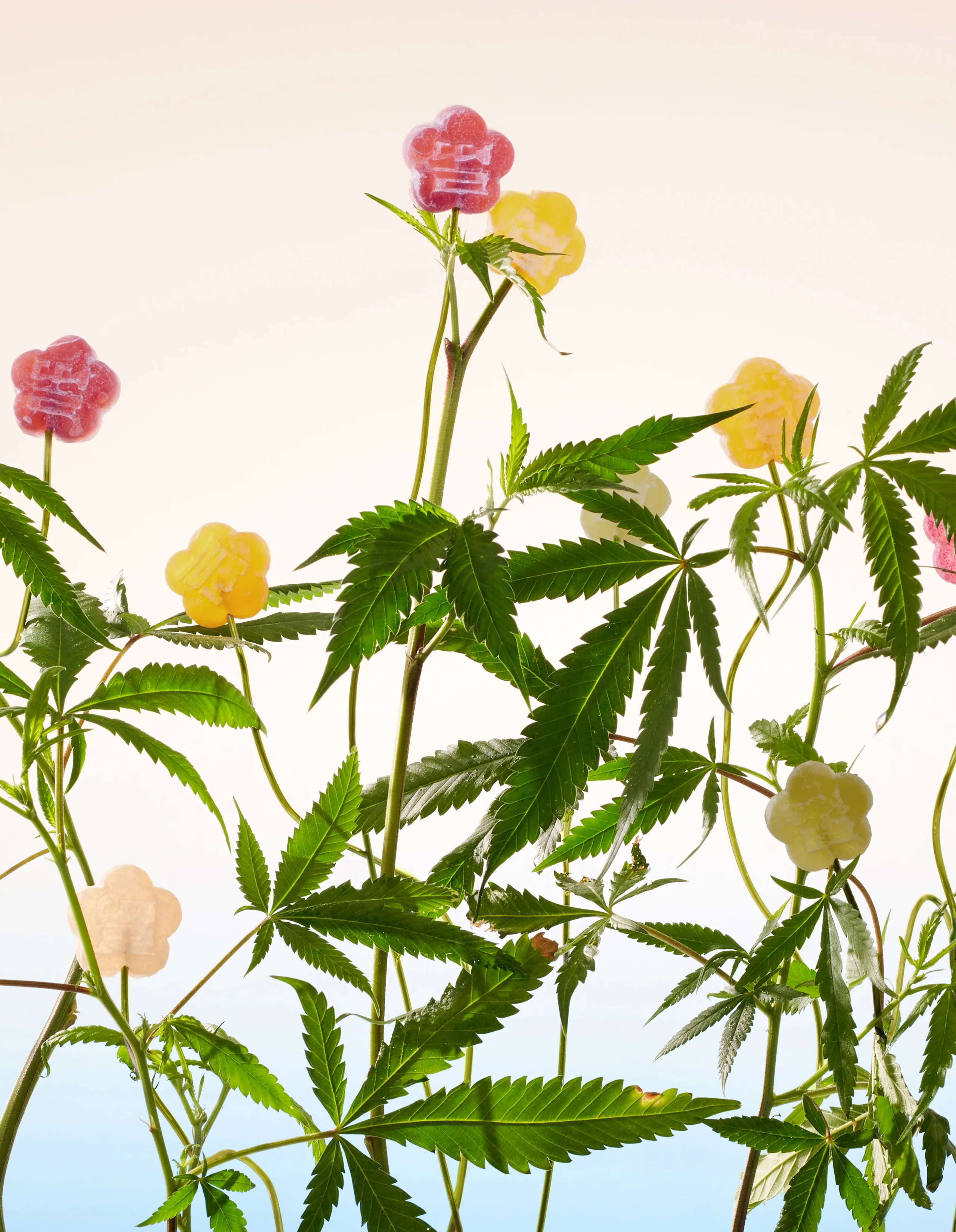 Slow Burn Pack - Image 4