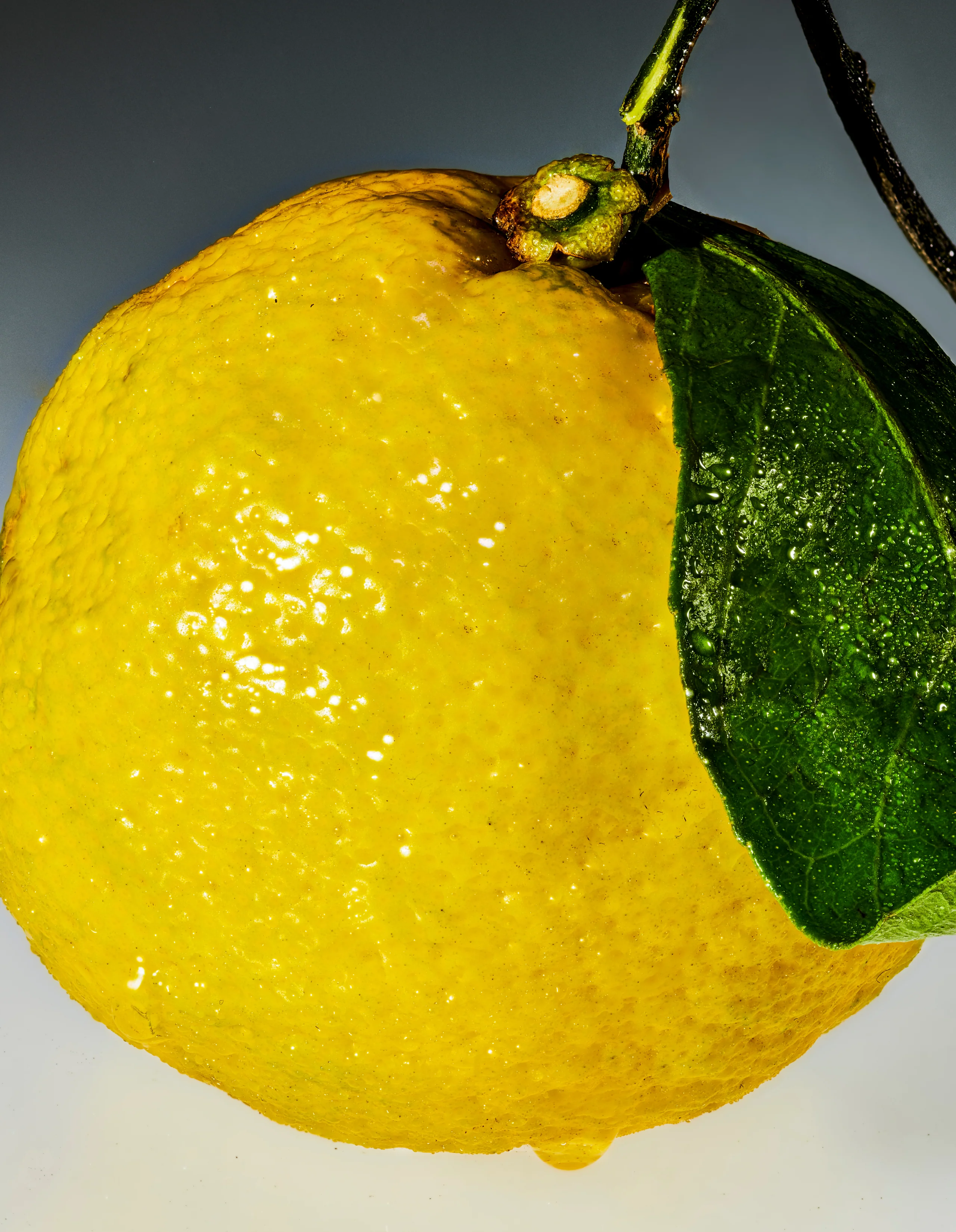 Sour Yuzu Value Pack - Image 4
